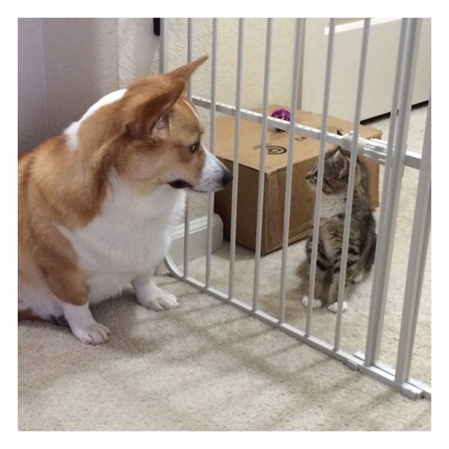 お互いを慣れさせるため、1ヵ月間 "柵ごし" に会っていた犬と猫。柵がとれた瞬間…♡ 7枚