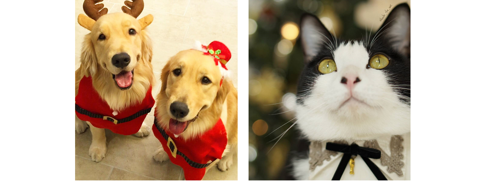 【メリークリスマス!】わんこ&にゃんこもクリスマスを満喫しちゃう(*´艸`*)♡ 9選