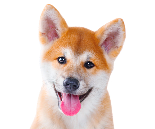 可愛い柴犬さんのパラダイス!可愛い・面白い柴犬さんの画像を紹介します