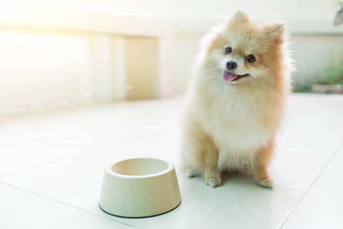 ポメラニアンに最適な餌とは? おすすめドッグフードについて