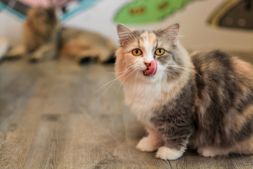短足がかわいい人気猫種「マンチカン」の画像集!
