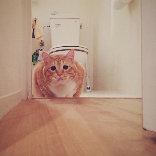 15.おトイレの神さま