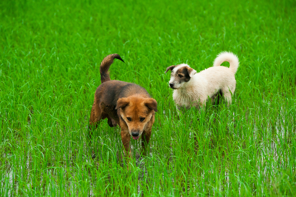 動物,犬,猫,しつけ,飼い方,育て方,病気,健康