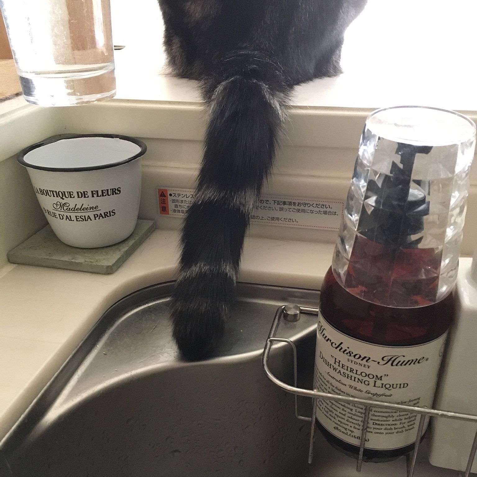 動物,犬,猫,しつけ,飼い方,育て方,病気,健康