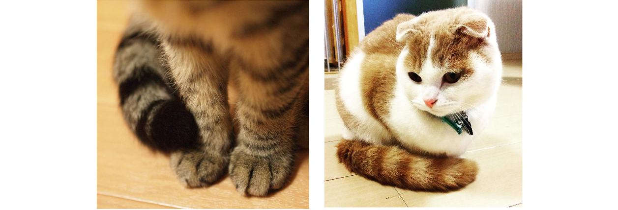【ふわふわ尻尾+もふもふ前足】寒がりなねこ達の、しっぽマフラーを集めました…♡(写真8枚)