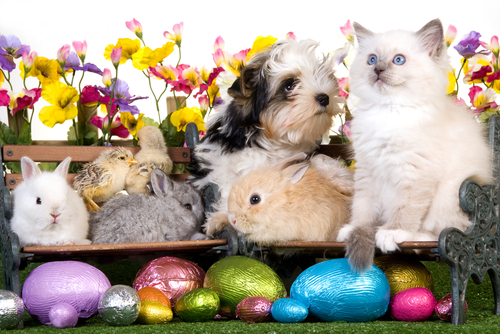 動物,犬,猫,しつけ,飼い方,育て方,病気,健康