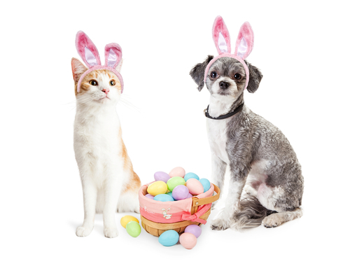 動物,犬,猫,しつけ,飼い方,育て方,病気,健康