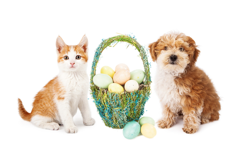 動物,犬,猫,しつけ,飼い方,育て方,病気,健康