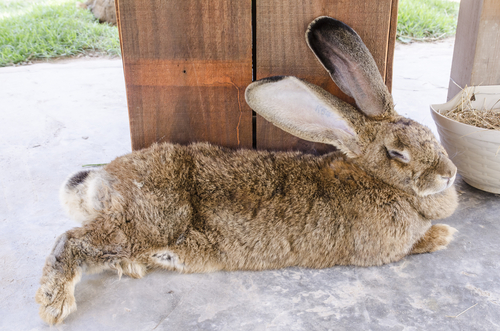 動物,犬,猫,しつけ,飼い方,育て方,病気,健康