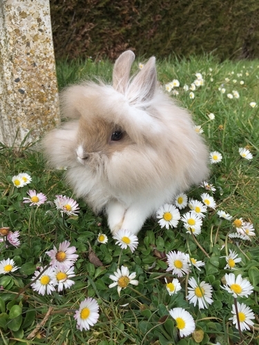動物,犬,猫,しつけ,飼い方,育て方,病気,健康