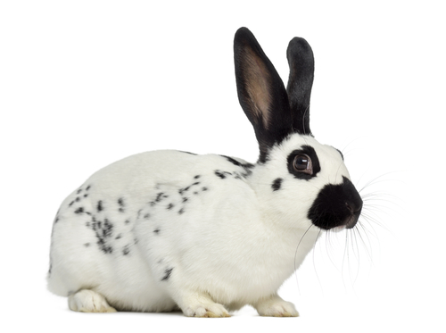 動物,犬,猫,しつけ,飼い方,育て方,病気,健康