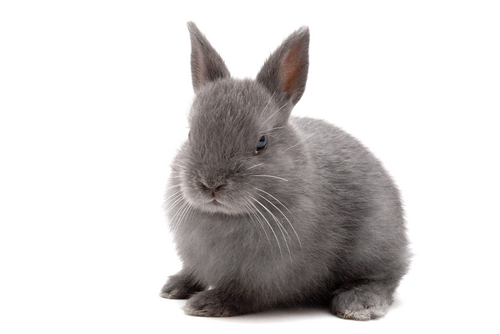 動物,犬,猫,しつけ,飼い方,育て方,病気,健康