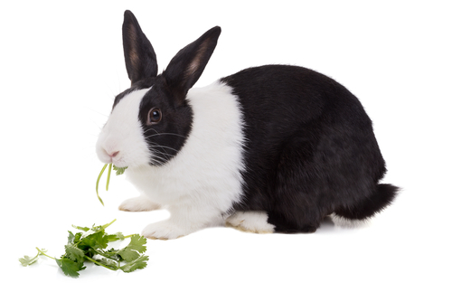 動物,犬,猫,しつけ,飼い方,育て方,病気,健康