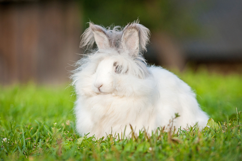 動物,犬,猫,しつけ,飼い方,育て方,病気,健康