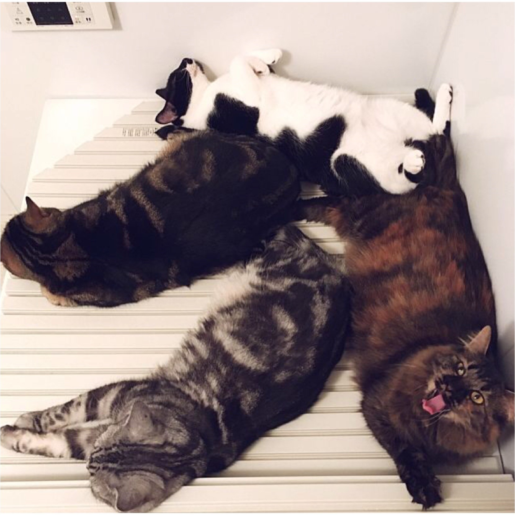 動物,犬,猫,しつけ,飼い方,育て方,病気,健康