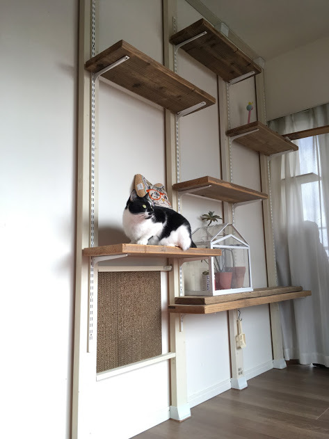動物,犬,猫,しつけ,飼い方,育て方,病気,健康