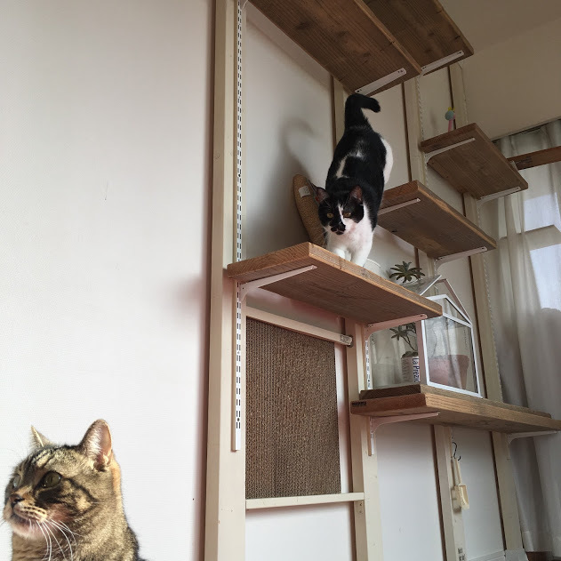 動物,犬,猫,しつけ,飼い方,育て方,病気,健康