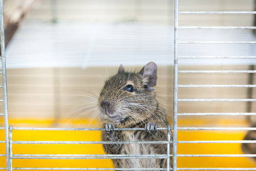 動物,犬,猫,しつけ,飼い方,育て方,病気,健康