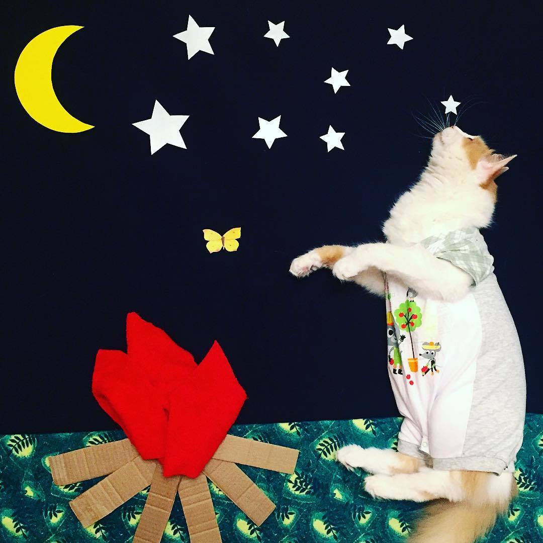 動物,犬,猫,しつけ,飼い方,育て方,病気,健康