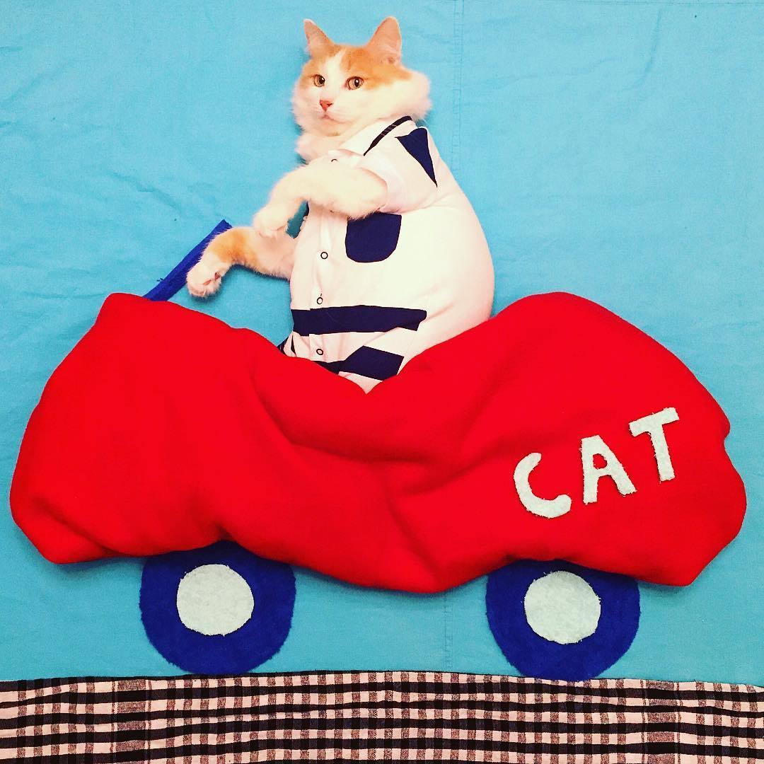 動物,犬,猫,しつけ,飼い方,育て方,病気,健康