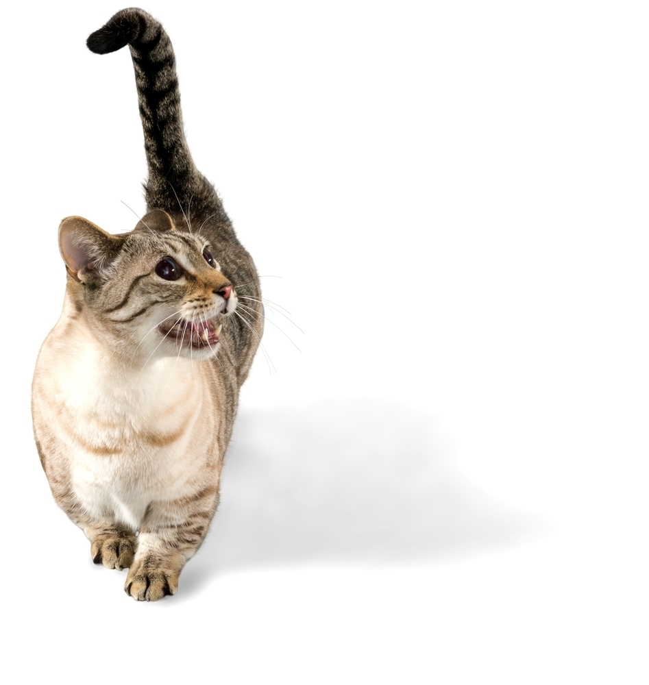 動物,犬,猫,しつけ,飼い方,育て方,病気,健康