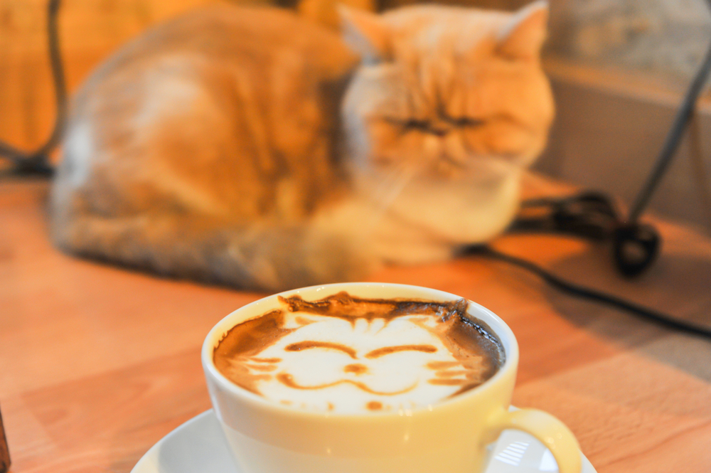 動物,犬,猫,しつけ,飼い方,育て方,病気,健康