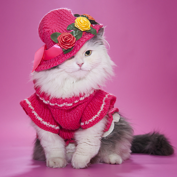 動物,犬,猫,しつけ,飼い方,育て方,病気,健康