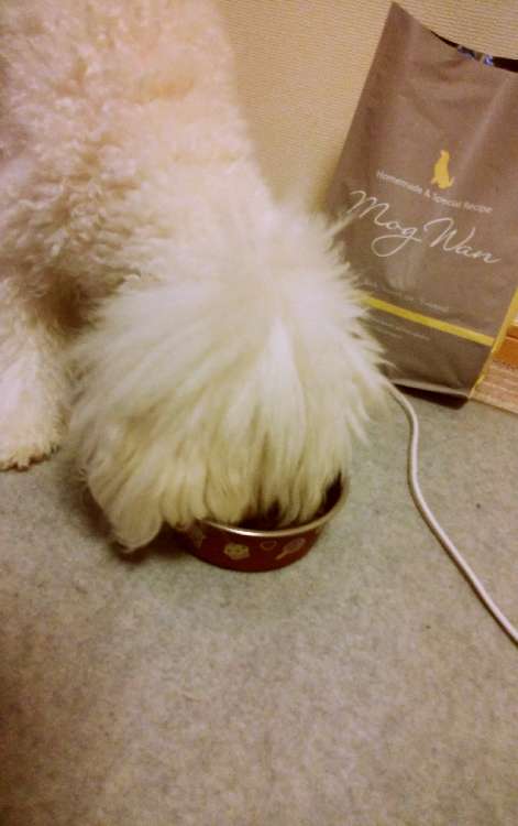 動物,犬,猫,しつけ,飼い方,育て方,病気,健康