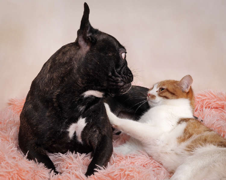 動物,犬,猫,しつけ,飼い方,育て方,病気,健康