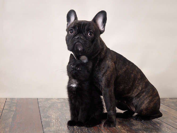 動物,犬,猫,しつけ,飼い方,育て方,病気,健康