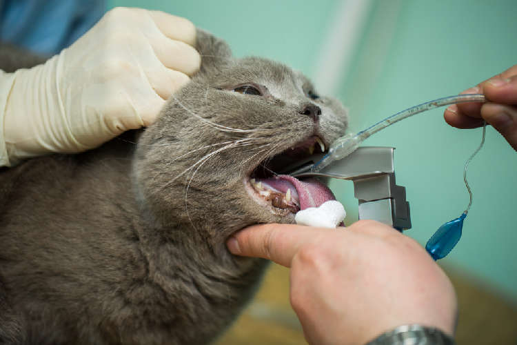 動物,犬,猫,しつけ,飼い方,育て方,病気,健康