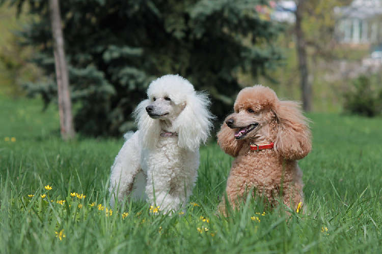 動物,犬,猫,しつけ,飼い方,育て方,病気,健康