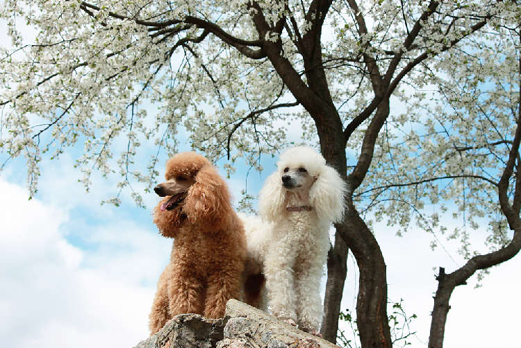 動物,犬,猫,しつけ,飼い方,育て方,病気,健康