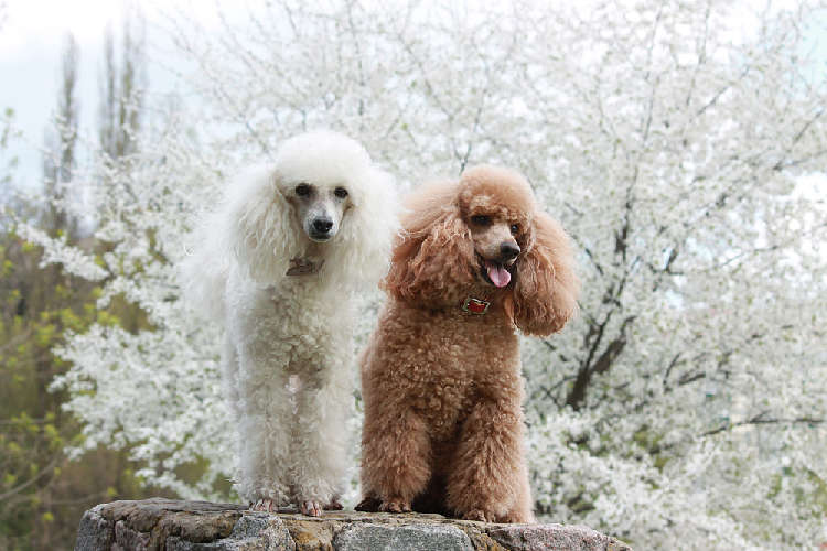動物,犬,猫,しつけ,飼い方,育て方,病気,健康