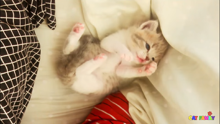 動物,犬,猫,しつけ,飼い方,育て方,病気,健康