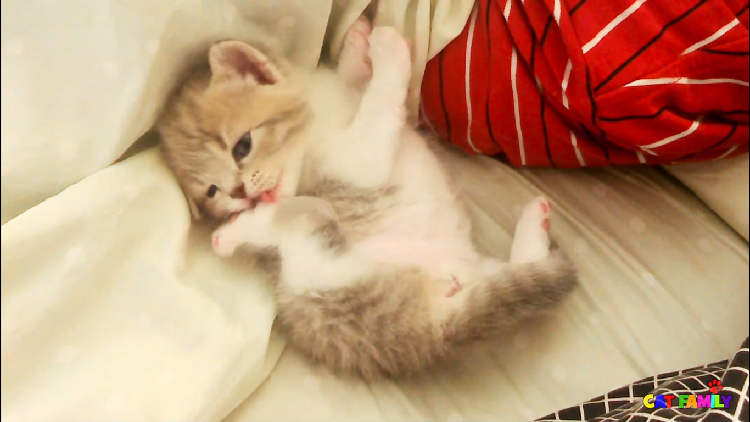 動物,犬,猫,しつけ,飼い方,育て方,病気,健康