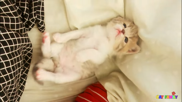 動物,犬,猫,しつけ,飼い方,育て方,病気,健康