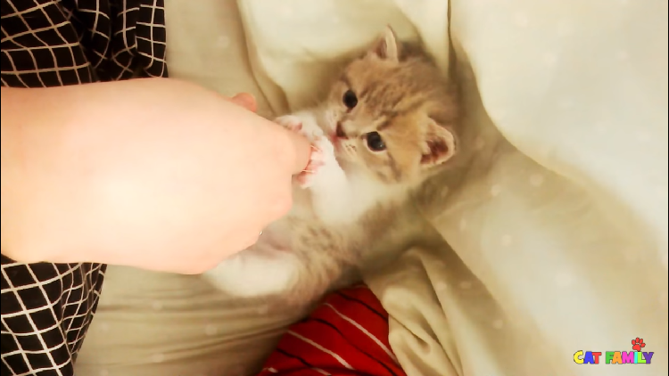 動物,犬,猫,しつけ,飼い方,育て方,病気,健康
