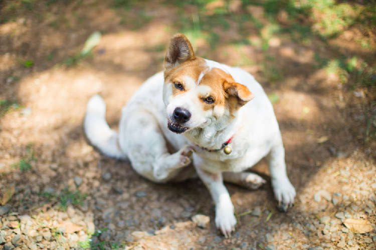 動物,犬,猫,しつけ,飼い方,育て方,病気,健康