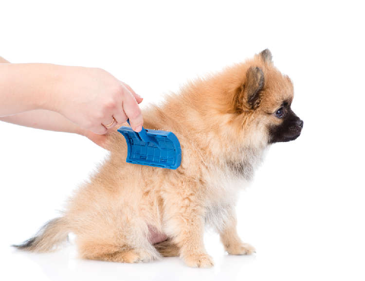 動物,犬,猫,しつけ,飼い方,育て方,病気,健康