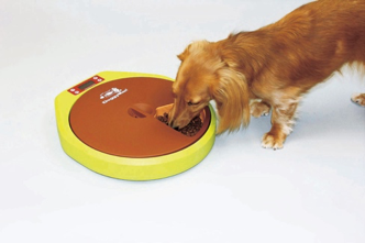 動物,犬,猫,しつけ,飼い方,育て方,病気,健康
