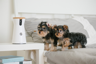 動物,犬,猫,しつけ,飼い方,育て方,病気,健康