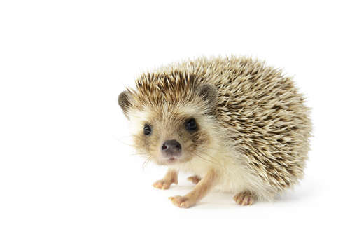 動物,犬,猫,しつけ,飼い方,育て方,病気,健康