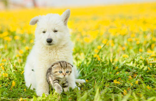 動物,犬,猫,しつけ,飼い方,育て方,病気,健康