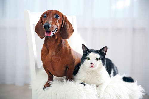 動物,犬,猫,しつけ,飼い方,育て方,病気,健康