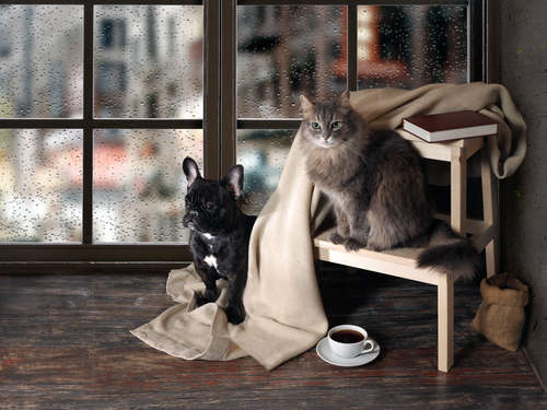 動物,犬,猫,しつけ,飼い方,育て方,病気,健康