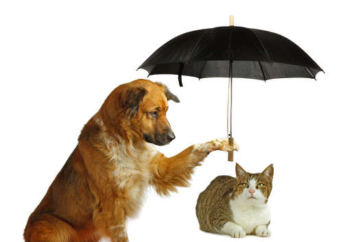 動物,犬,猫,しつけ,飼い方,育て方,病気,健康