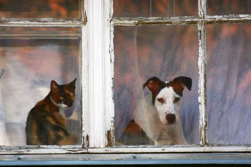 動物,犬,猫,しつけ,飼い方,育て方,病気,健康
