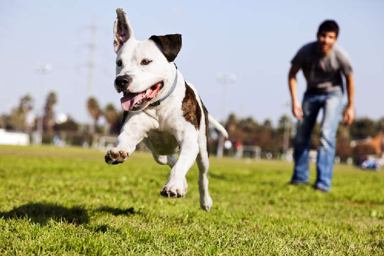 動物,犬,猫,しつけ,飼い方,育て方,病気,健康