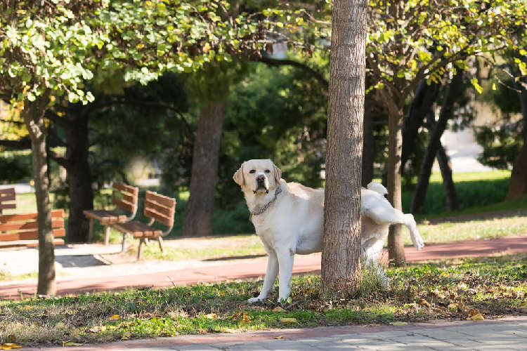 動物,犬,猫,しつけ,飼い方,育て方,病気,健康
